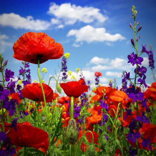 HYSSOP & RED CORN POPPY Seed Mix. Red and Blue Summer Blooms Non-GMO 600 Seeds!