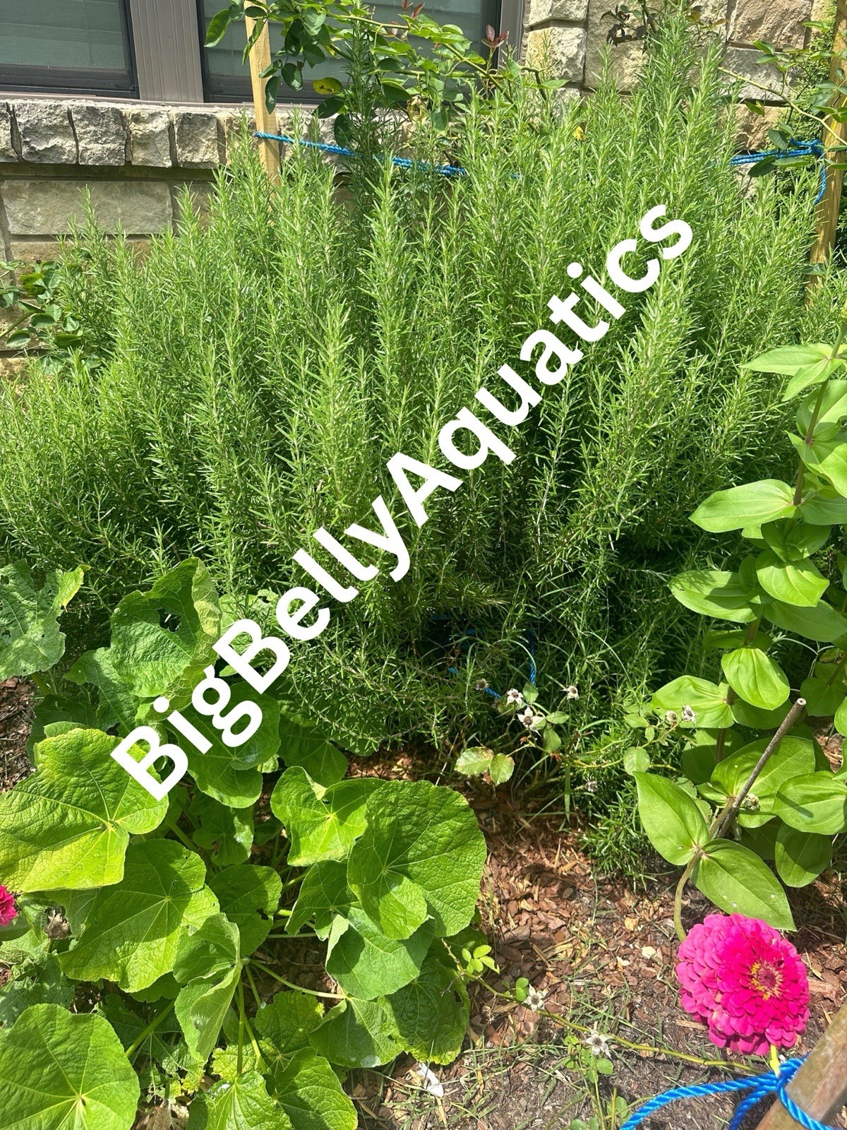 Rosemary Cuttings 100 Cuttings !!!Deal-less than $1 per stem + Free shipping!!!