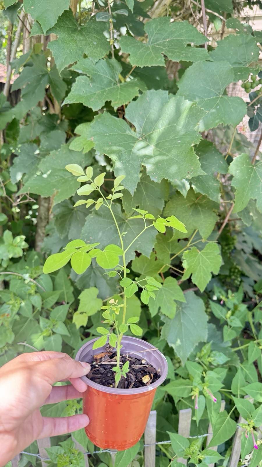 1 Moringa Oleifera Tree Seedling Fast Growing Pollinator Friendly