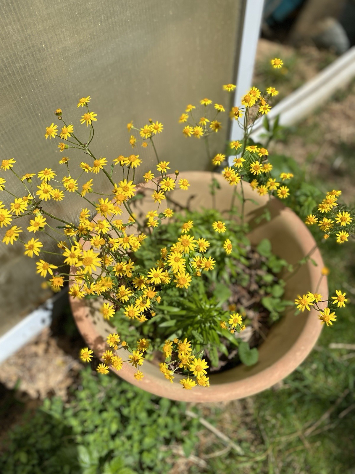 7 Plant Roots Of Golden ragwort (Packera aurea) medicinal, perennial A Beauty
