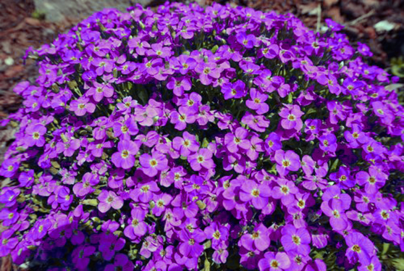 150 Rock Cress Seeds Aubrieta Cascading Purple Flowers – Perennial Ground Cover