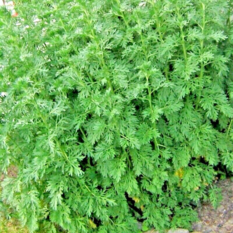 2000+ WORMWOOD ABSINTHE SEEDS SPRING PERENNIAL MOSQUITO PESTS DEER REPELLENT USA