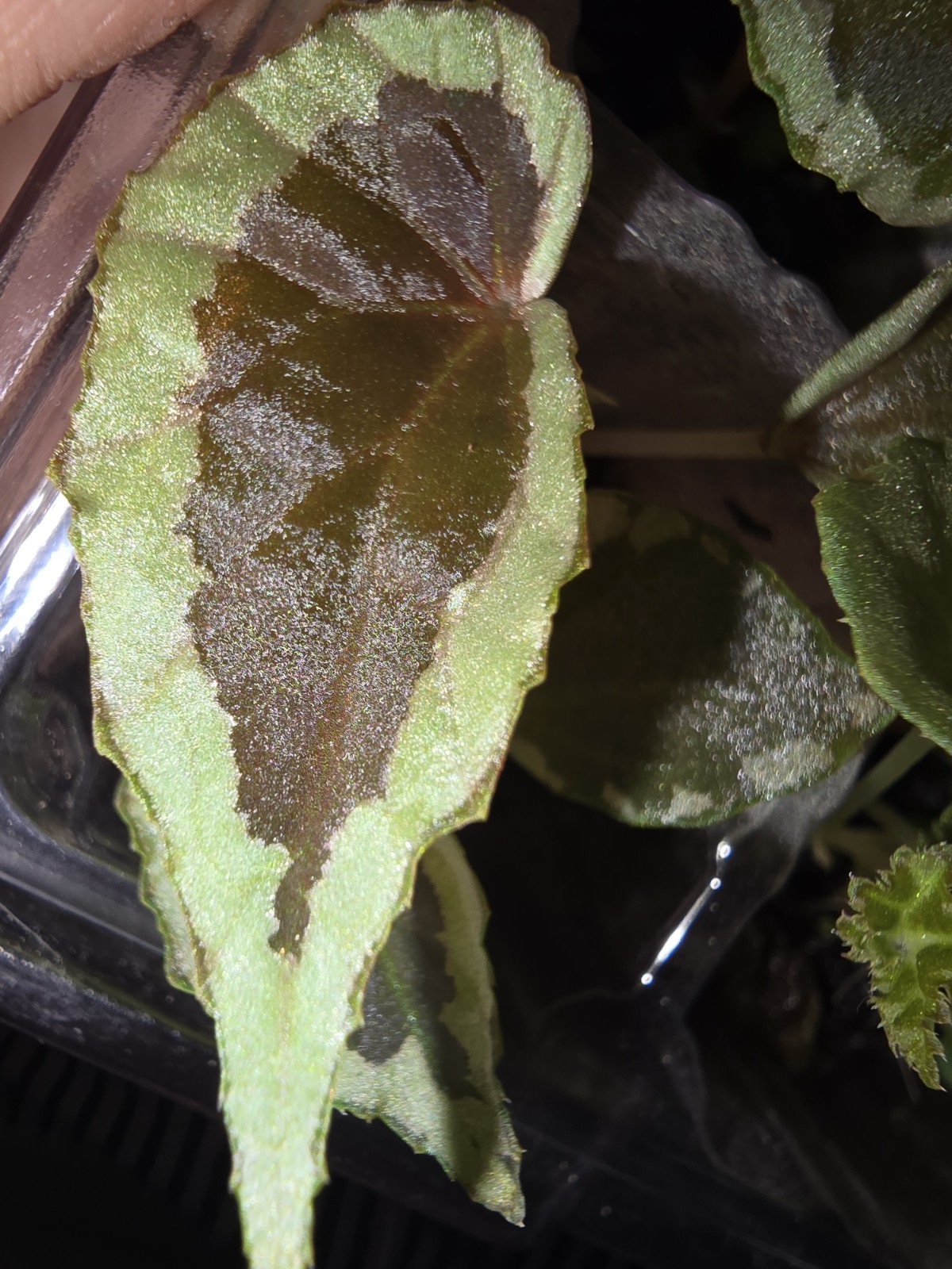 Begonia Baramensis Live Starter Plant. Rare Tropical Terrarium