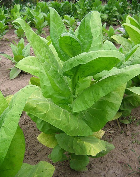 1000 Burley 9 Nicotiana Seeds ~ Drought Resistant Non-GMO Nicotiana Tabacum