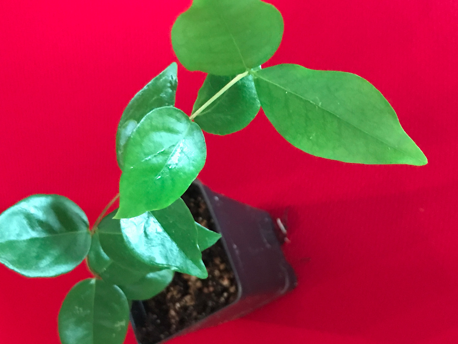 Surinam Cherry Black Eugenia Uniflora Pitanga PLANT Fruit Tree Potted 3-7″