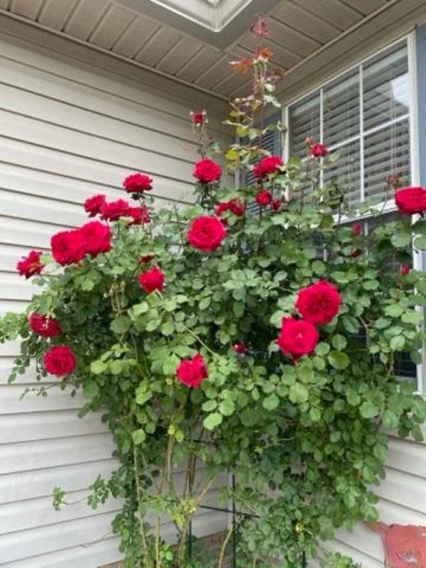 Don Juan Red Climbing Rose – Live Plant – ( 1 QT ) – Fragrant Blooms