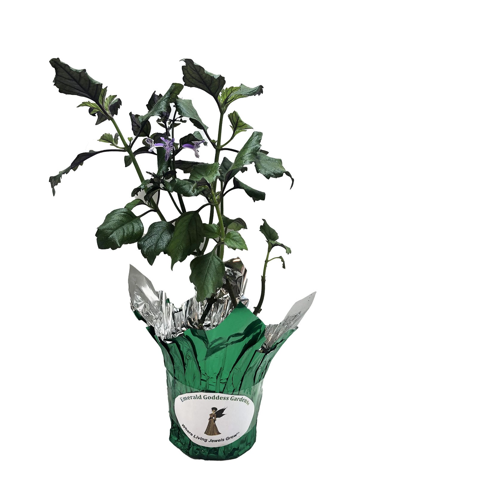 MONA LAVENDER Perennial Plant Long Lasting Purple Spike Flower Shade Garden