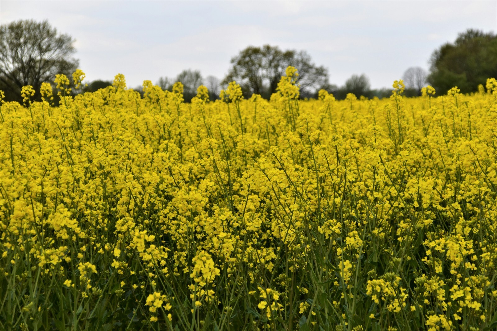 Trophy Rape Seed Cover Crop Forage Food Plot Deer Greens No-Till NON-GMO