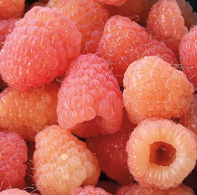 2 Double Gold Raspberry Plants Everbearing Sweet Bare Root Canes Zone 5-8