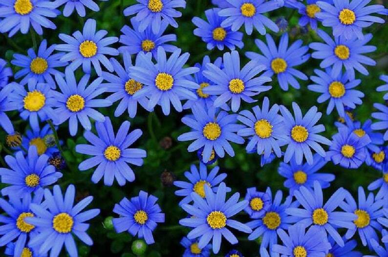 Felicia Blue Daisy seeds 100 Kingfisher