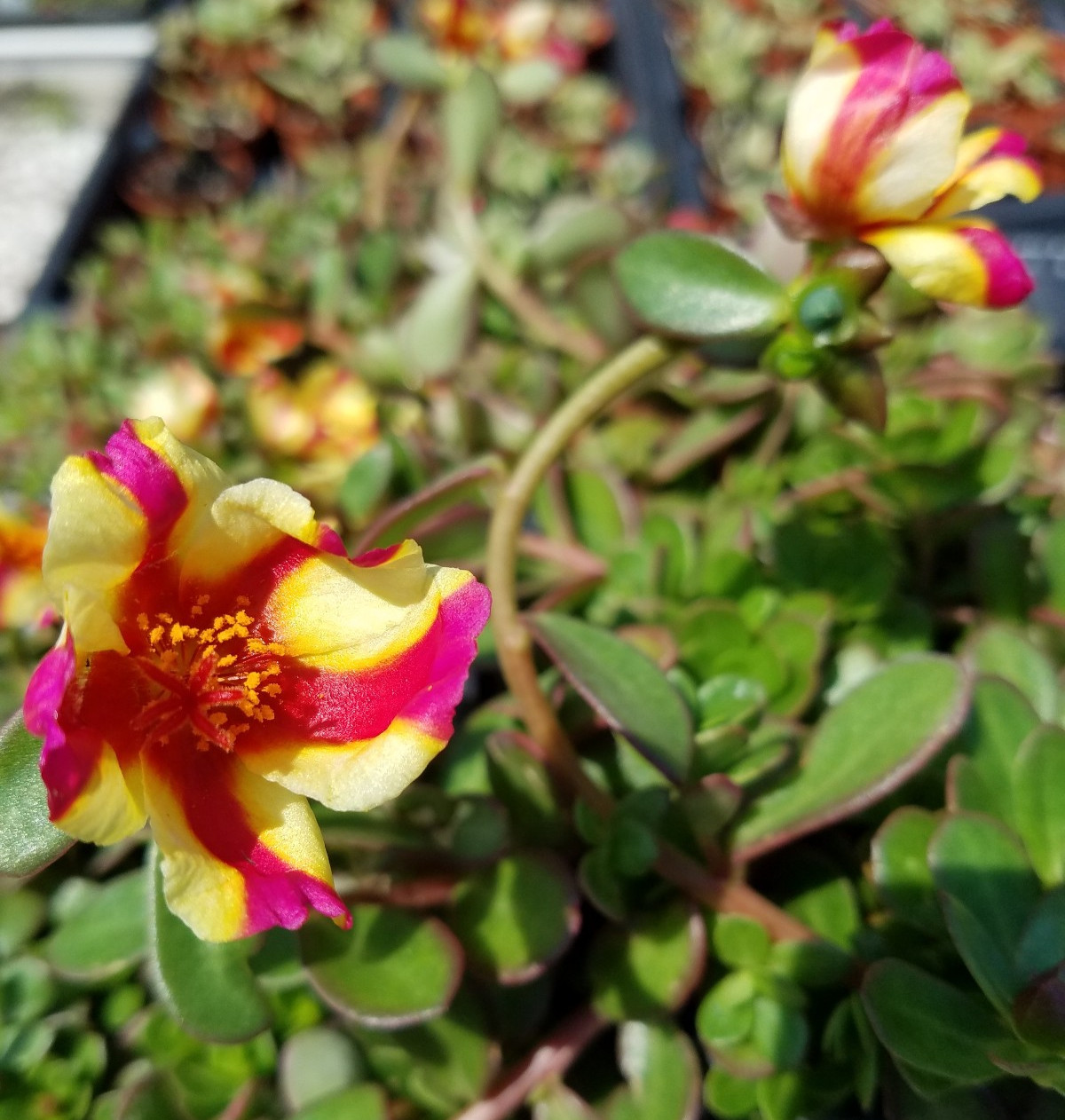 Watermelon Punch Purslane Live Plant Cuttings | Pink & Yellow Striped Portulaca