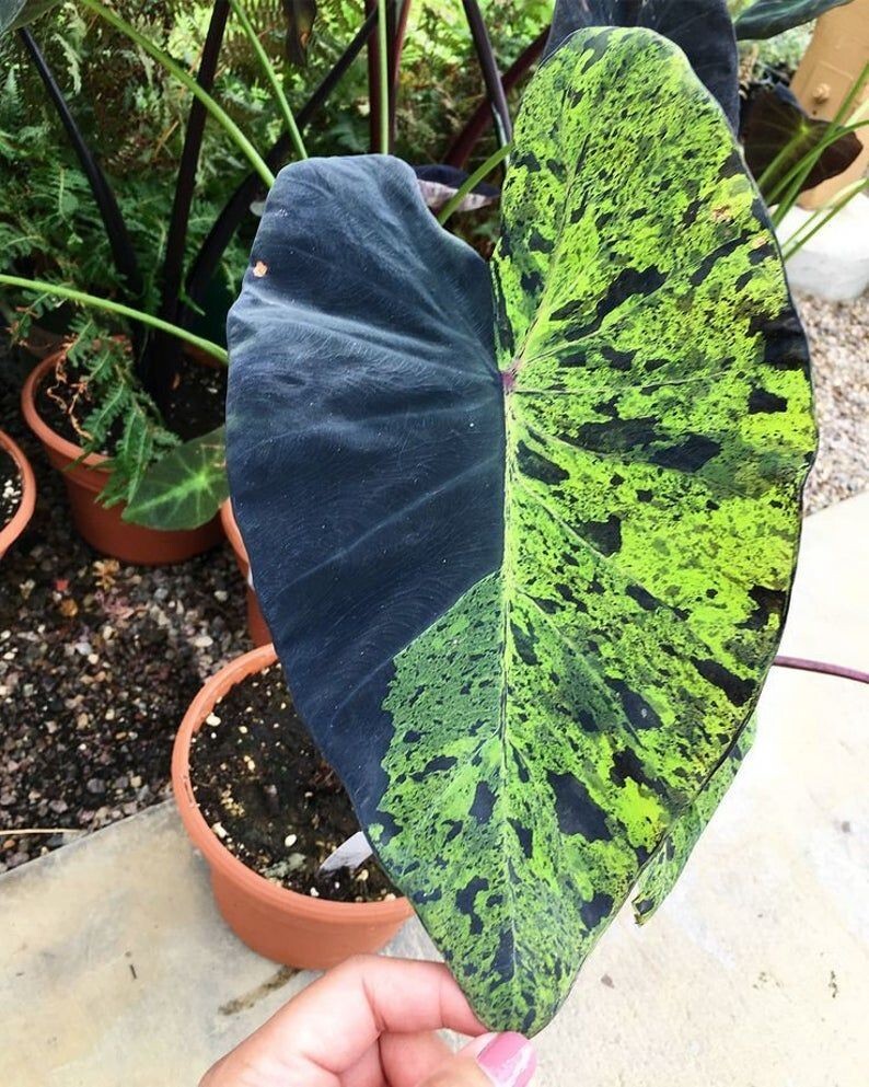 Rare Colocasia Mojito Elephant, Ear esculenta – Starter Live Plant