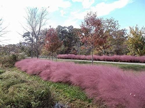 Muhly Grass | 2 Inch | Live Plants | Muhlenbergia | Ornamental Grass