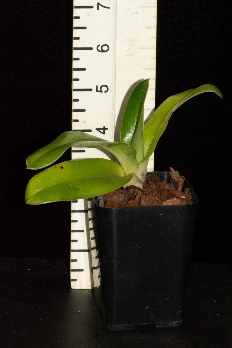 Paphiopedilum QF Kamakani #1 (Cascade Creek x sanderianum)