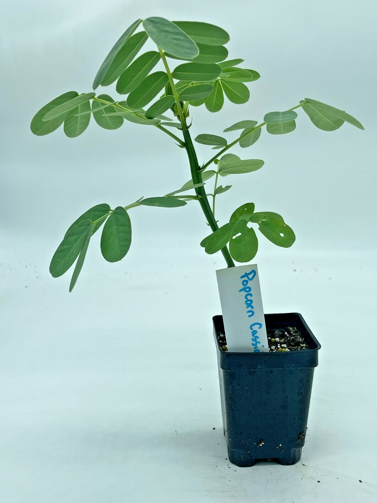 Cassia, Popcorn Live 3″ Starter Plant – Senna didymobotrya – Amazing Blooms!