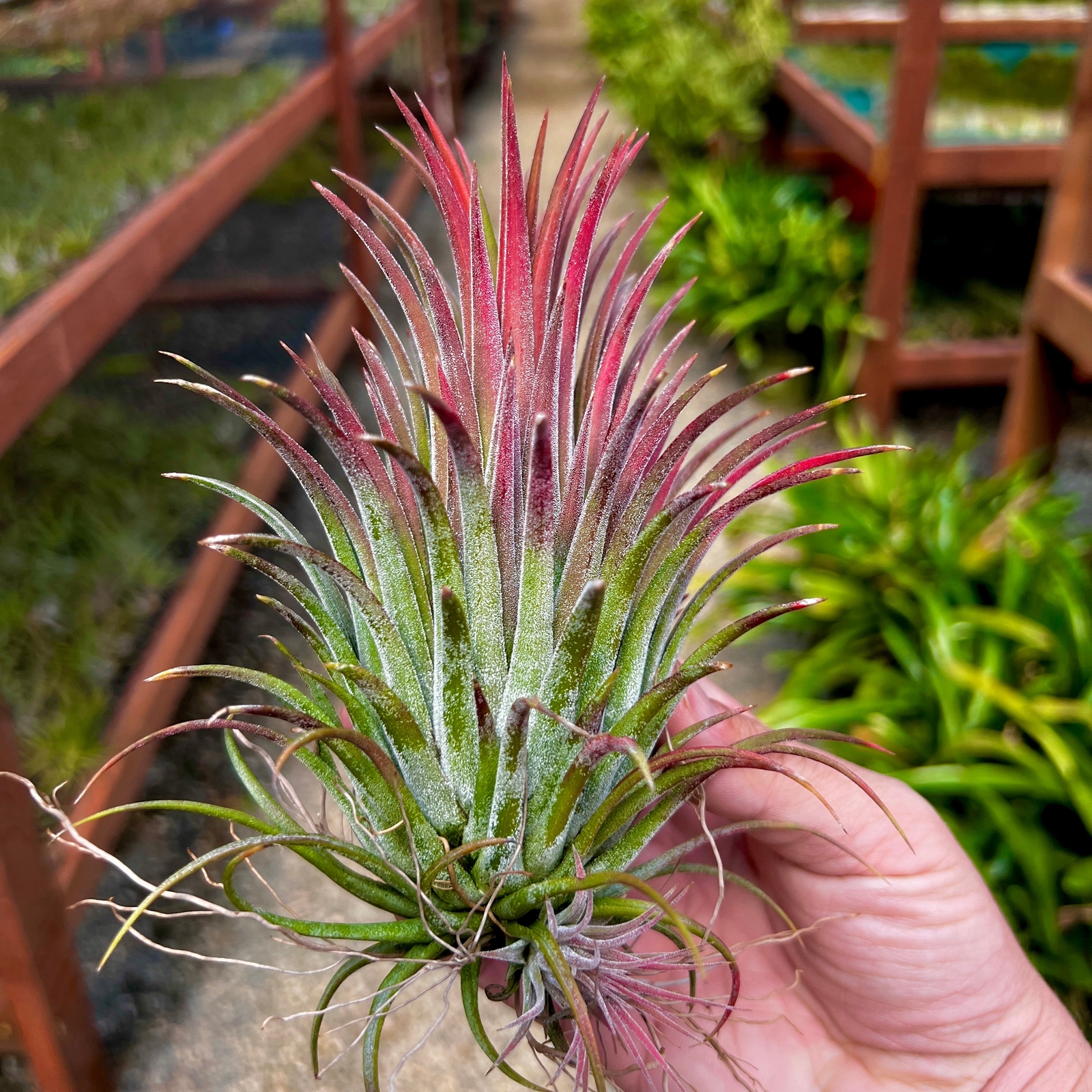 Ionantha ‘Curly Giant’ Air Plant (Our Largest Growing Ionantha Variety)