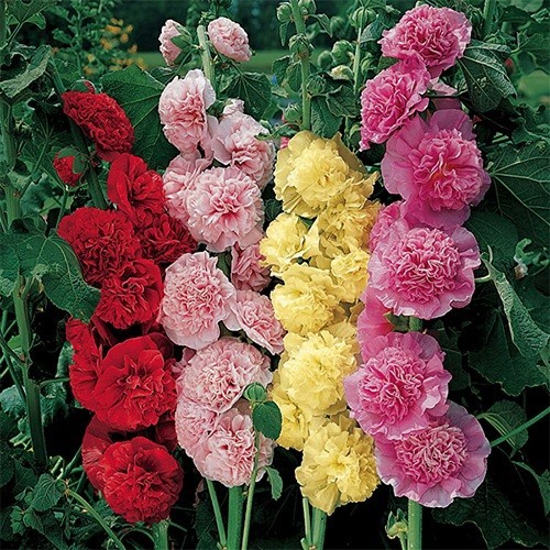 Fresh Summer Carnival Hollyhock Seeds Colorful Non-GMO Mixed Doubles Blooms