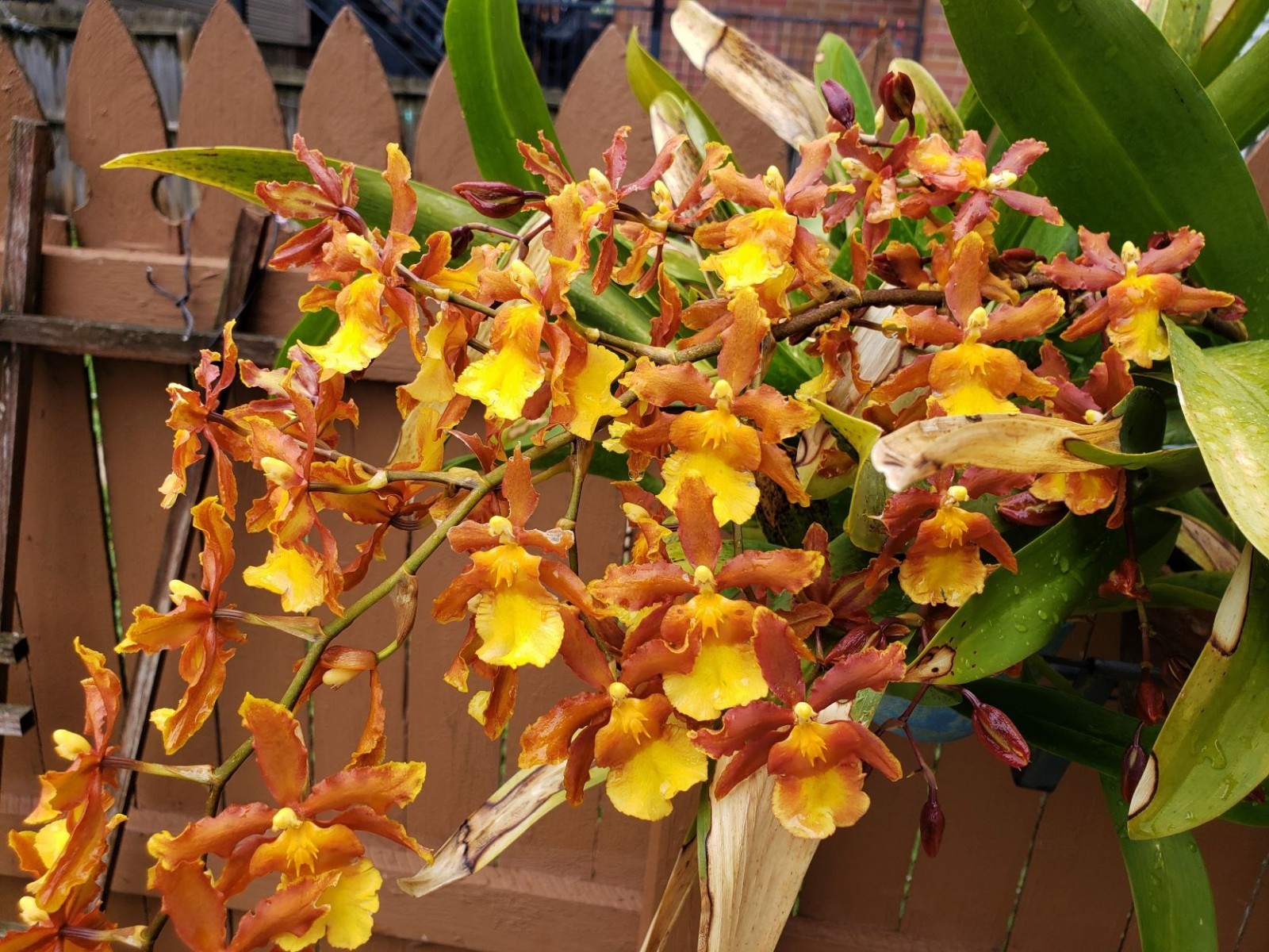 The Catatante ‘Sun King’ Orchid – Beautiful colorful blooms – Easy to grow !