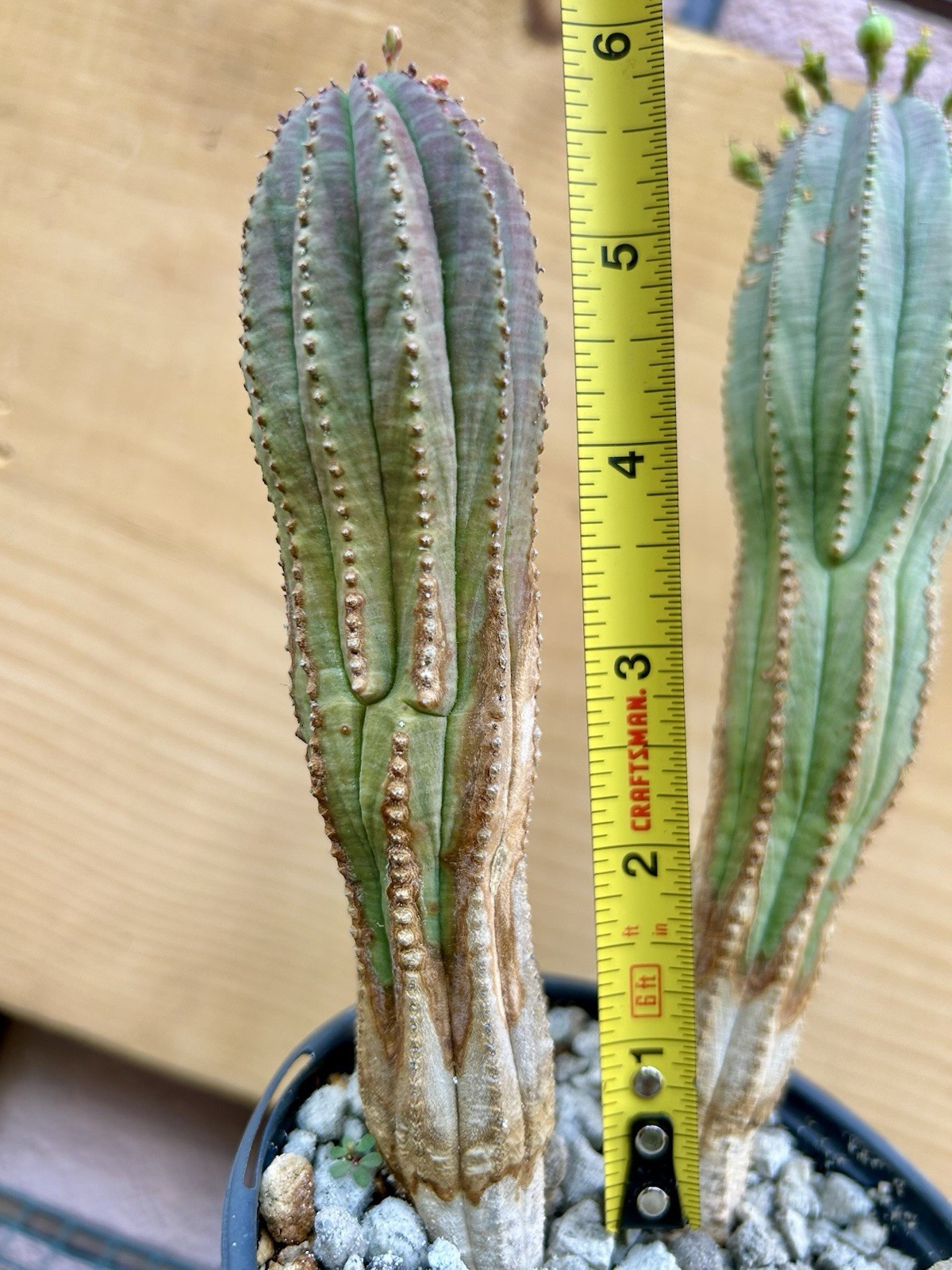 Euphorbia obesa Hybrid, Lot Of 3, Succulents not Cactus FEMALE Rare