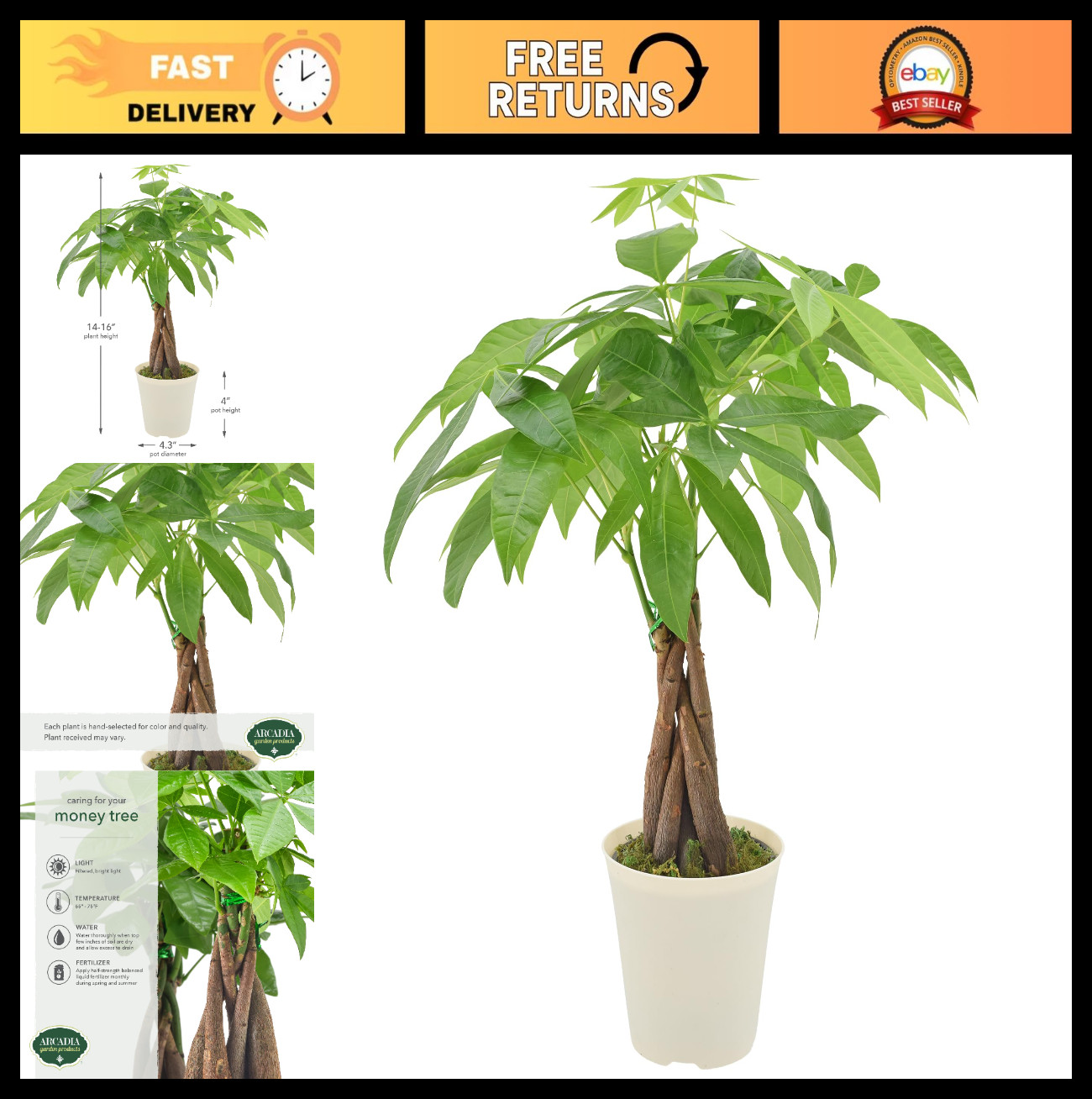 Live Braided Money Tree Indoor Plant – Pachira Aquatica, 4in Tropical Decor Gift