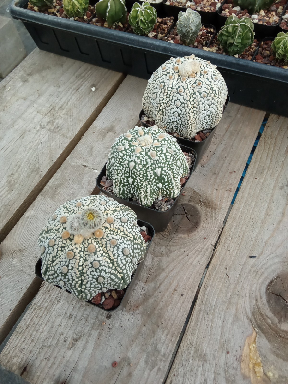 Astrophytum asterias Superkabuto big size 2.75in pot US seller
