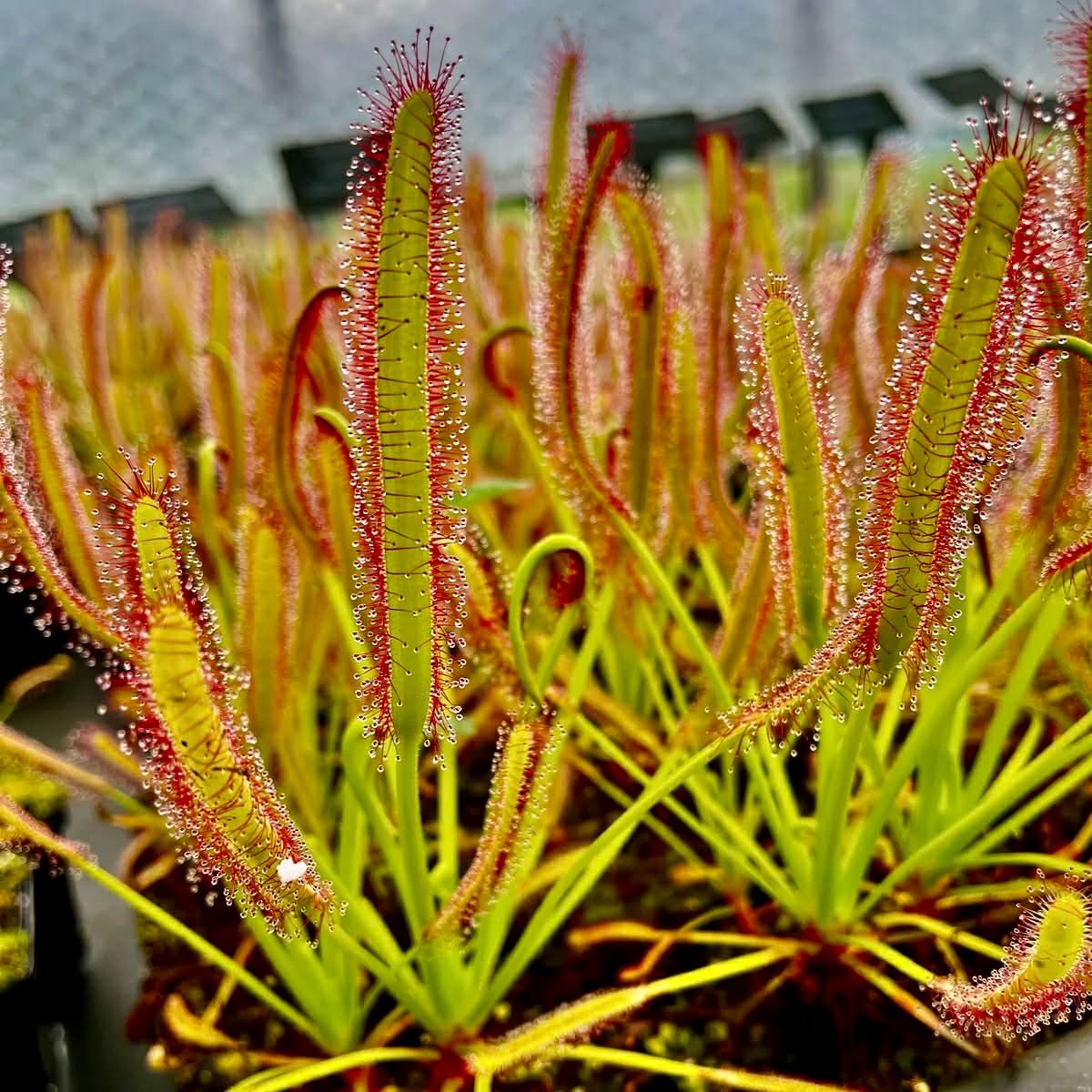 250+ Seeds Drosera Capensis ‘Typical’ Cape Sundew Carnivorous Plant Pink Flower