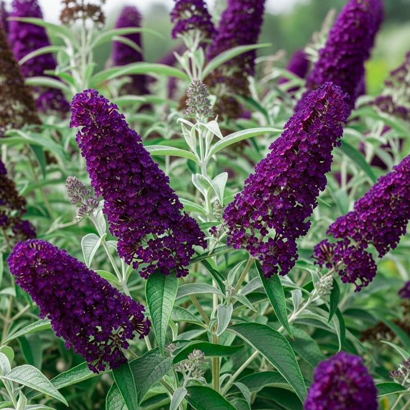 Black-Purple Butterfly Bush Live Shrub Plant Shrub, Buddleia Bush Well Rooted, 5