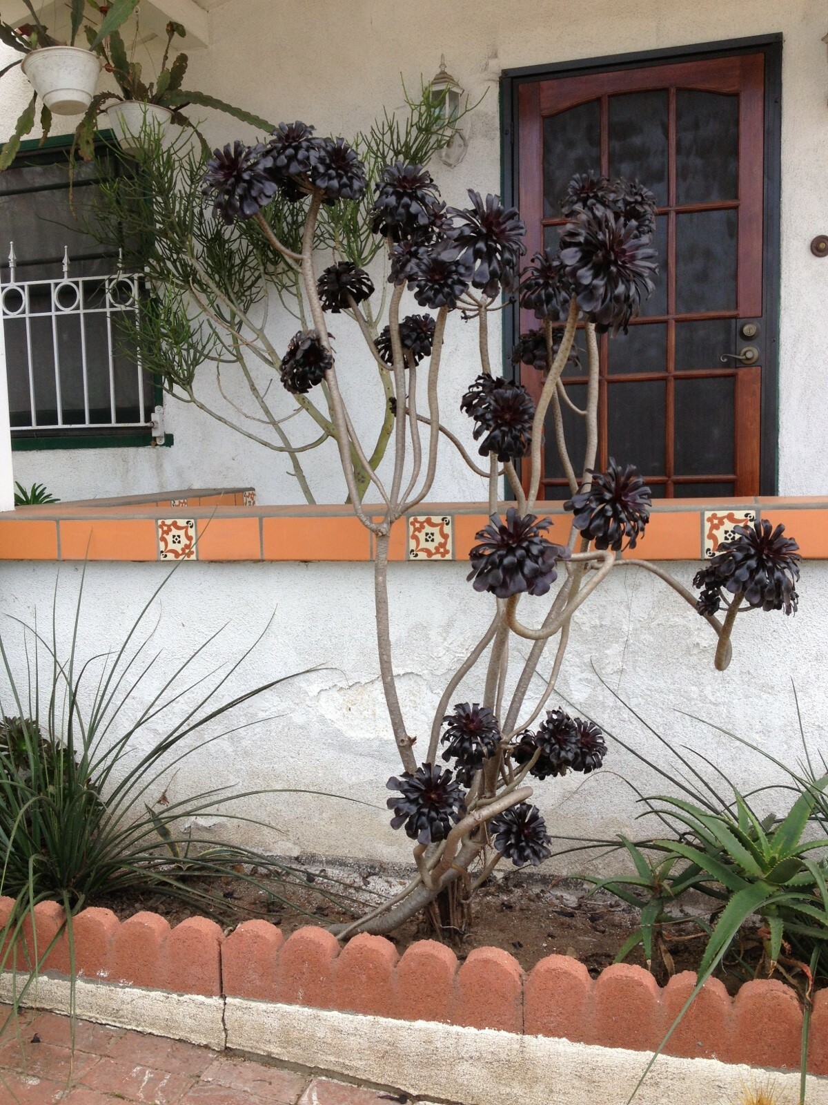 Large Purple Aeonium, Aeonium arboreum ‘Zwartkop’, Black Rose Aeonium arboreum