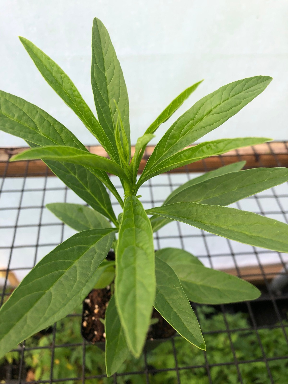 Salvia (Salvia viridis) Live Flower Plants – Seedlings/Plugs- 4″- 12″ tall