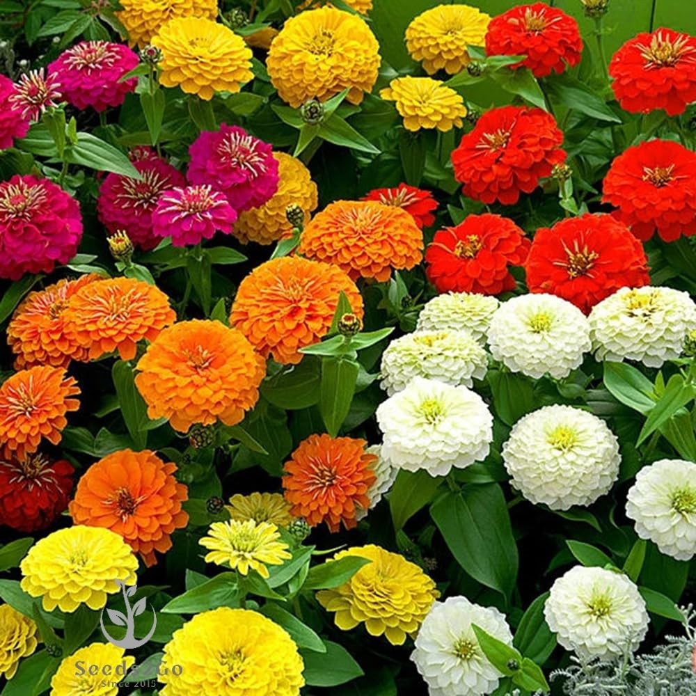 Zinnia – California Giant Flower Orange,Pink,Purple,Red,Violet,White,Yellow