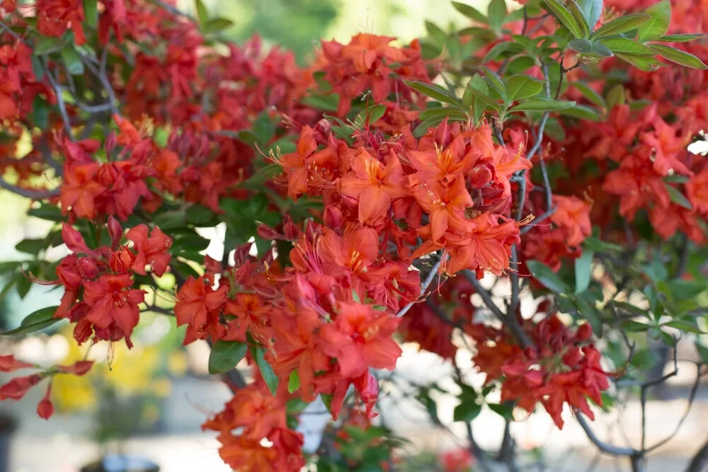 FIREBALL~~Azalea Rhododendron~Well Rooted STARTER Plant!