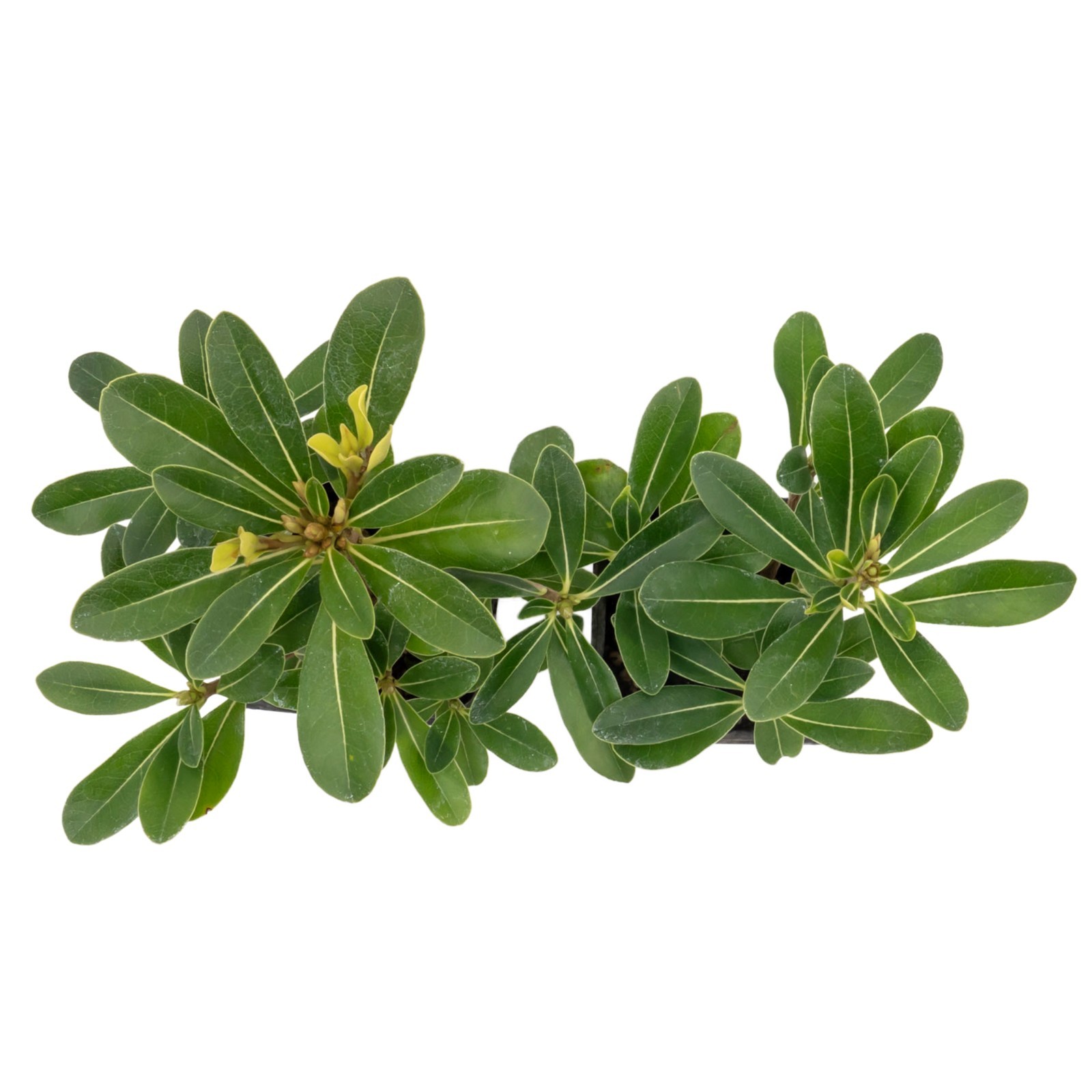 Wheeler’s Dwarf Shrubs | Live Plants in 2.5″ Nursery Cubes | Pittosporum Tobira