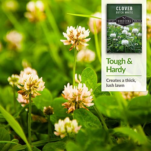 Pack Dutch White Clover Seeds for Planting – with Instructions to Grow White 1
