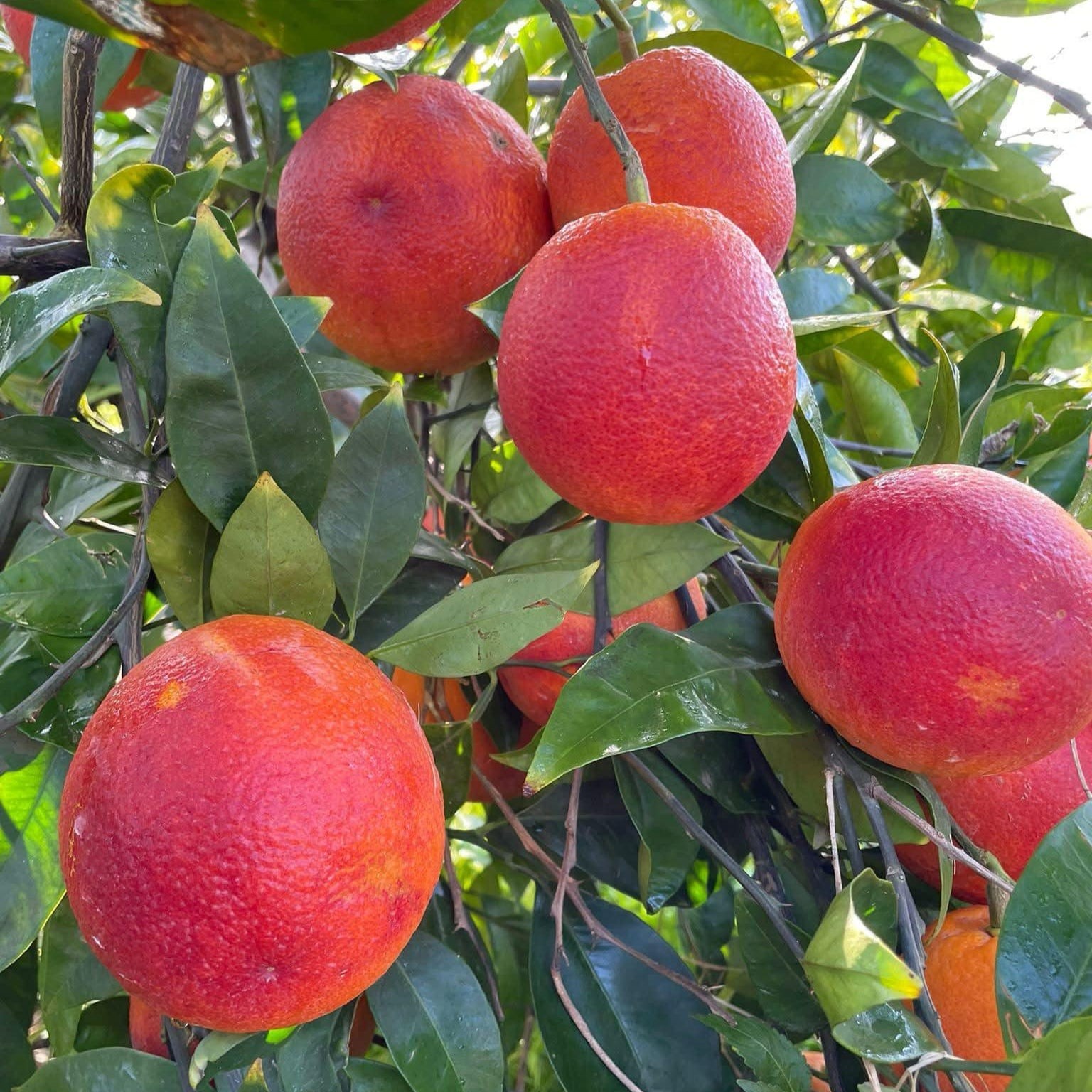 Citrus AMOA 8 – BLOOD MANDARIN ORANGE TANGOR – COLD HARDY Tree SEEDS!