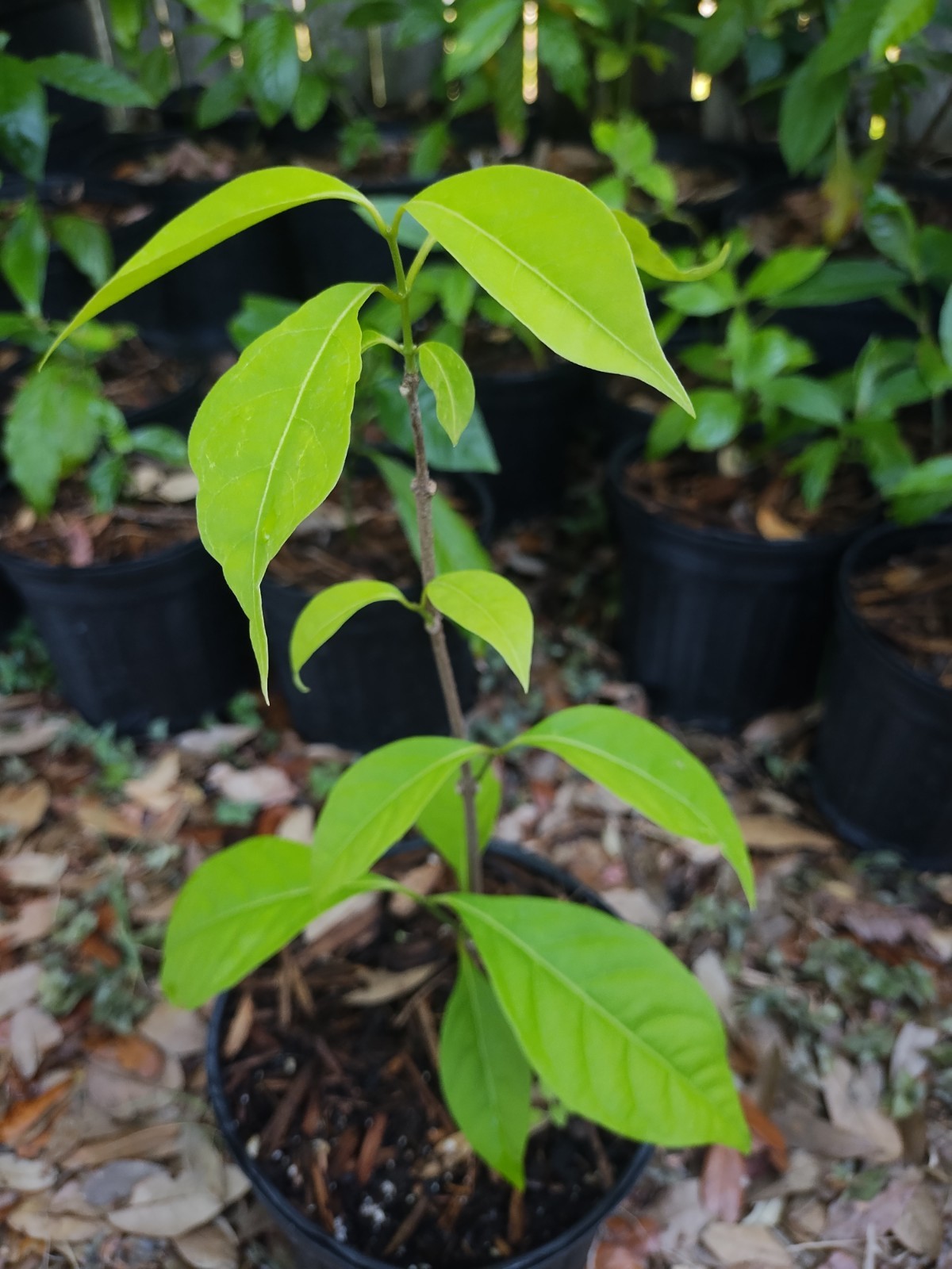 Rare South American Vine, Banisteriopsis C. Plant 18 Inches Tall