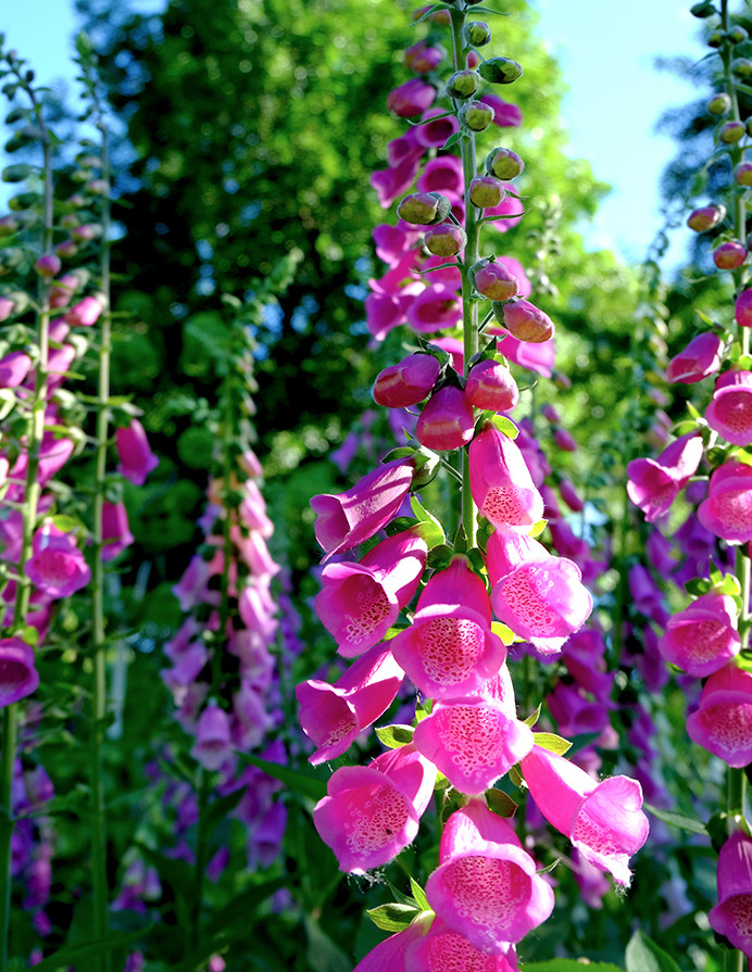 Set of 6 Live Purple Foxglove Plants – Starter Pots – Tall Cottage Flowers