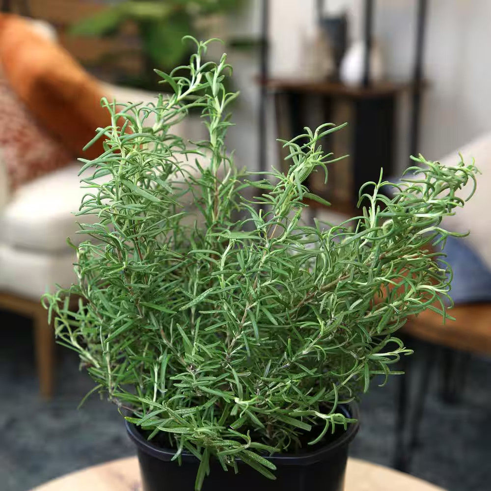 Ornamental Upright Rosemary Outdoor Plant Garden Annual in 1 Gal. Grower Pot