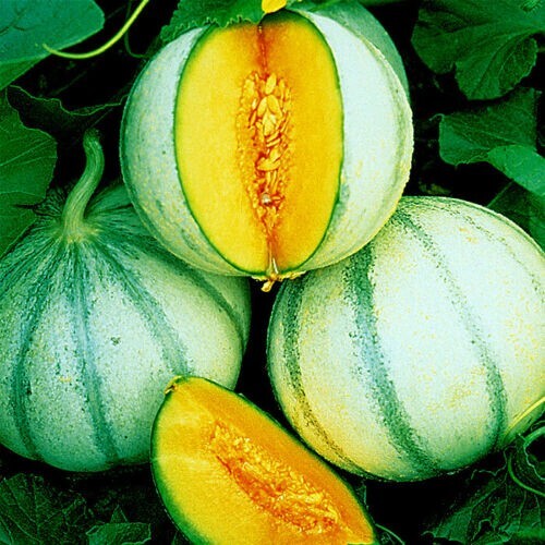 10 Charentais Melon Cantaloupe Seeds NON~GMO Organic Garden Fruit Hybrid Plant