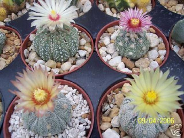 Astrophytum asterias kabuto MIX sand dollar cacti rare cactus kiko seed 50 SEEDS