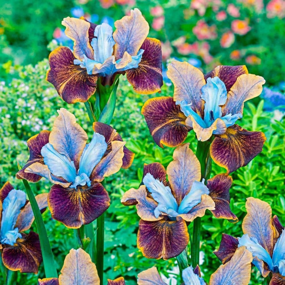 Siberian Iris Black Joker Bare Root 3-Pack Purple Perennial Starter NEW