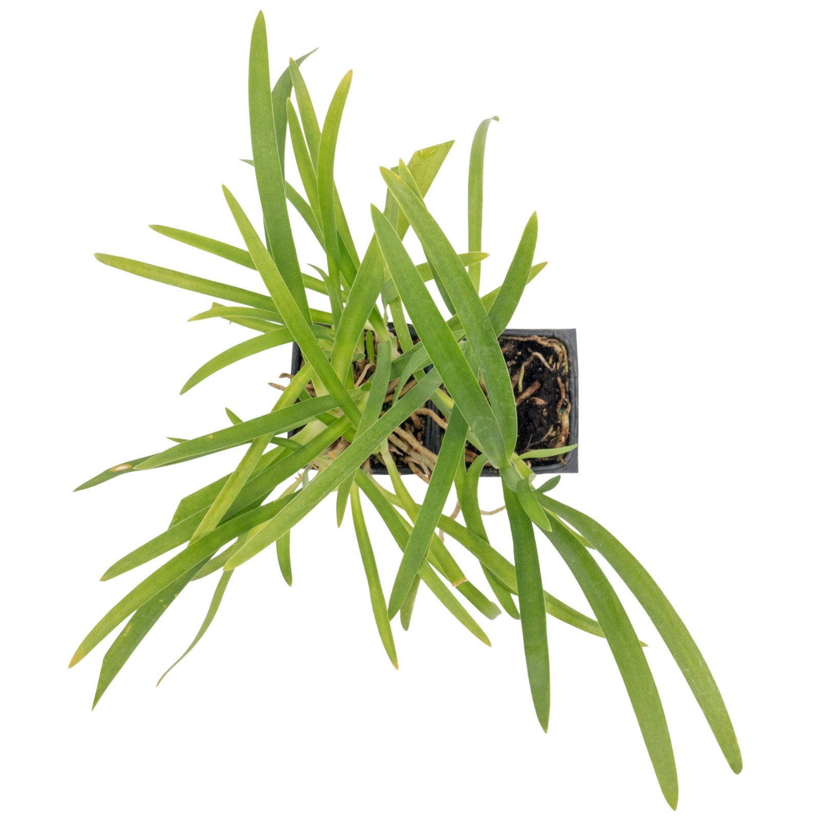 Frederick Street Park Agapanthus in 2.5” Nursery Cubes, Live Flowering Plants