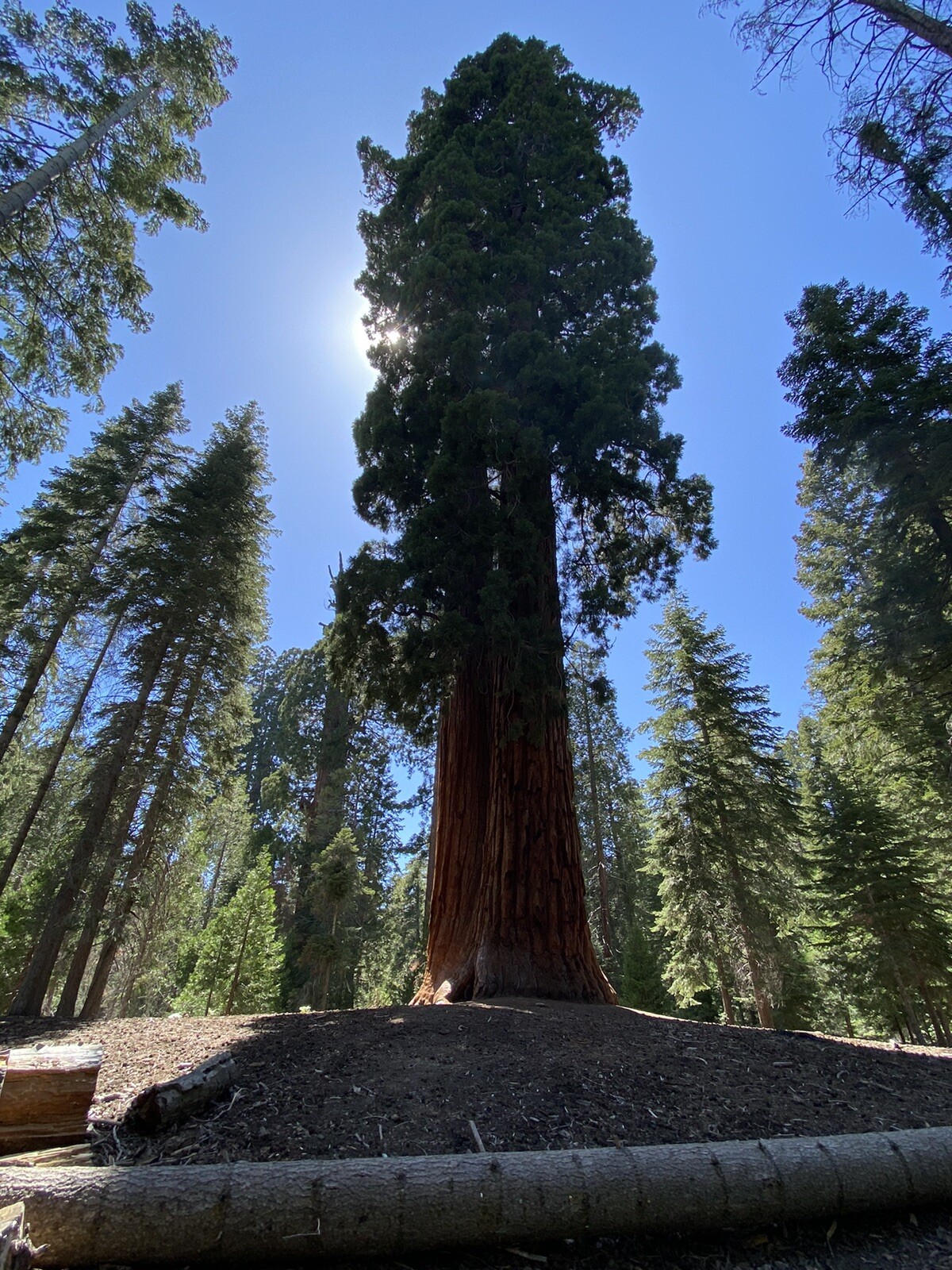 Giant Sequoia (Sequoiadendron giganteum), 25+ seeds, 2024 Harvest