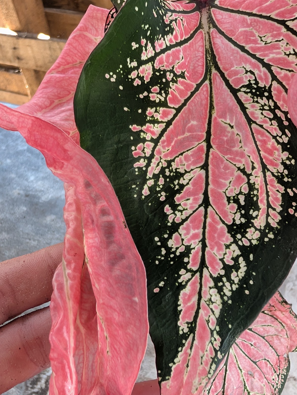 RARE Thai Beauty Caladium Plant Pink Green Translucent Leaves Live Rooted Aroid