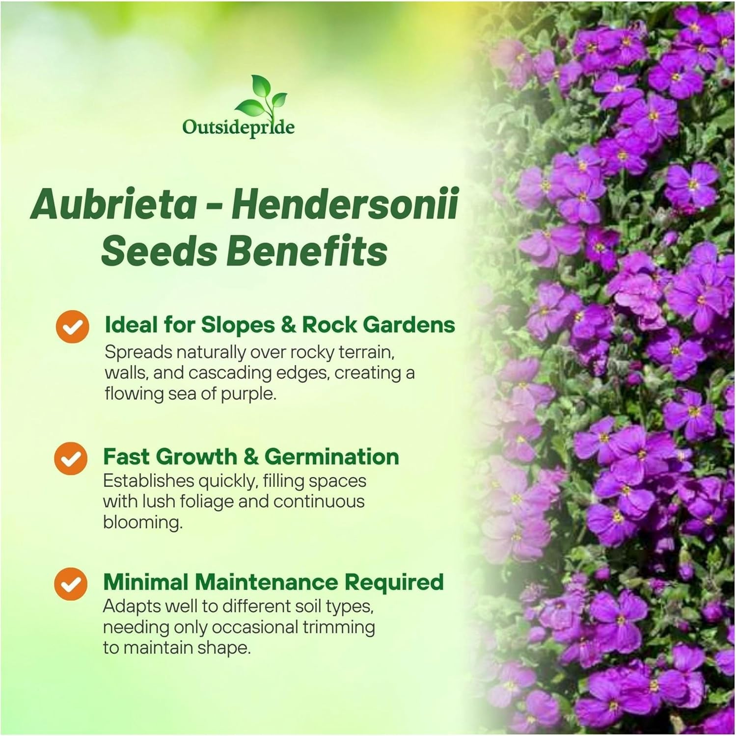 5000 Seeds Aubrieta Seeds – Rock Cress Ground Cover Plant Seed