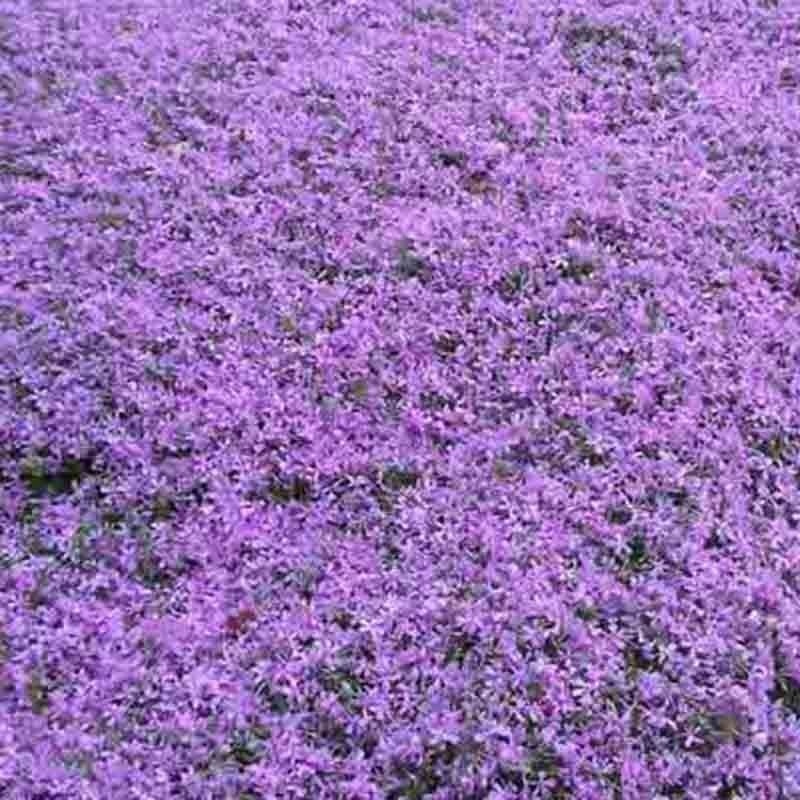 CREEPING THYME 4000 SEEDS PURPLE GROUNDCOVER LAWN HERB DROUGHT ARID PERENNIAL US
