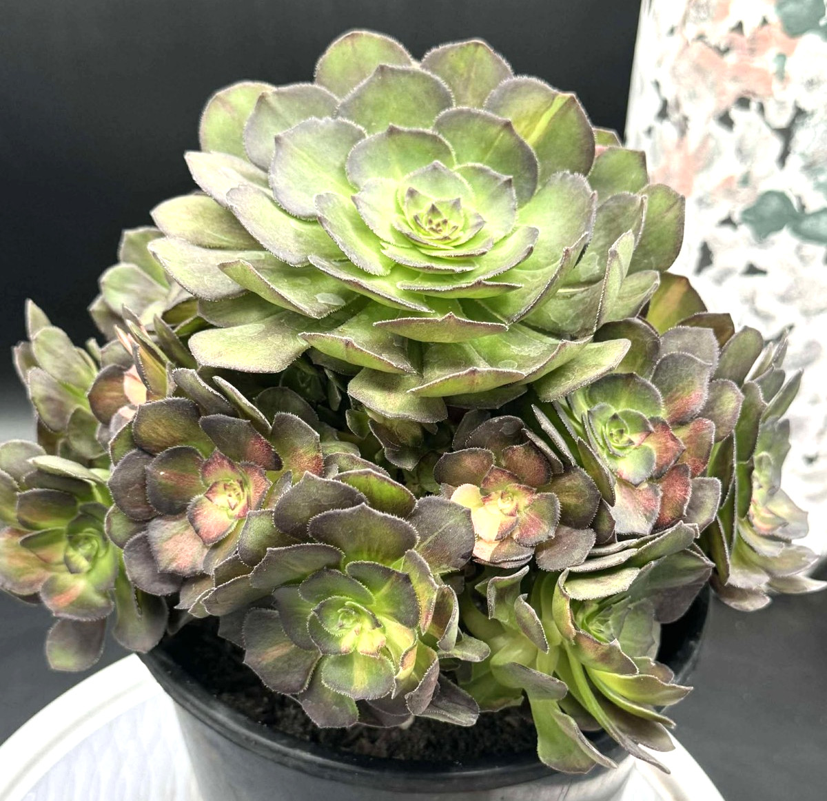 Imported Succulent live plant rare succulent decor Aeonium Seawave Middle