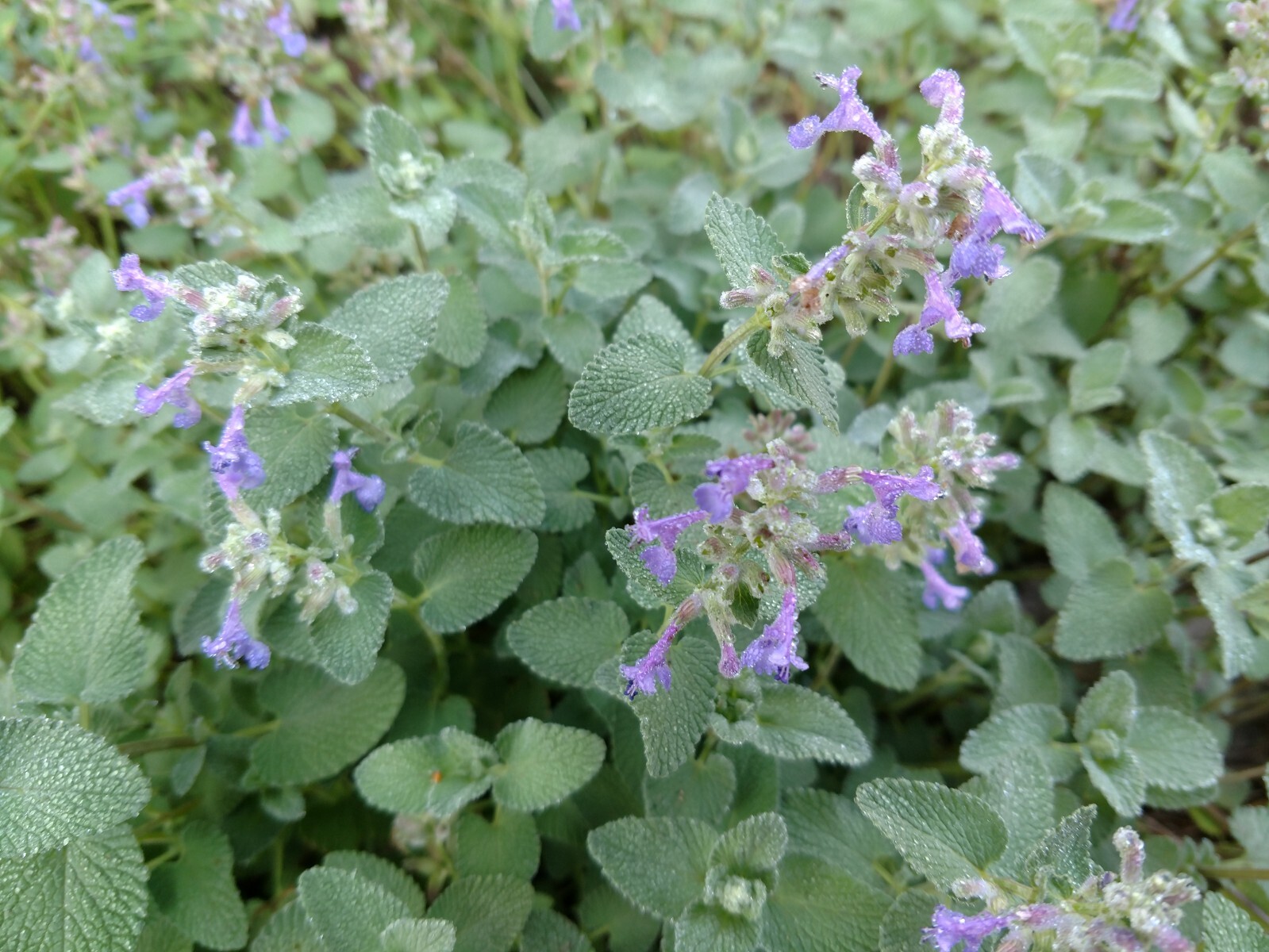 200+ CATNIP SEEDS – PERENNIAL – BUG REPELLING – NON GMO – HEIRLOOM – HERB
