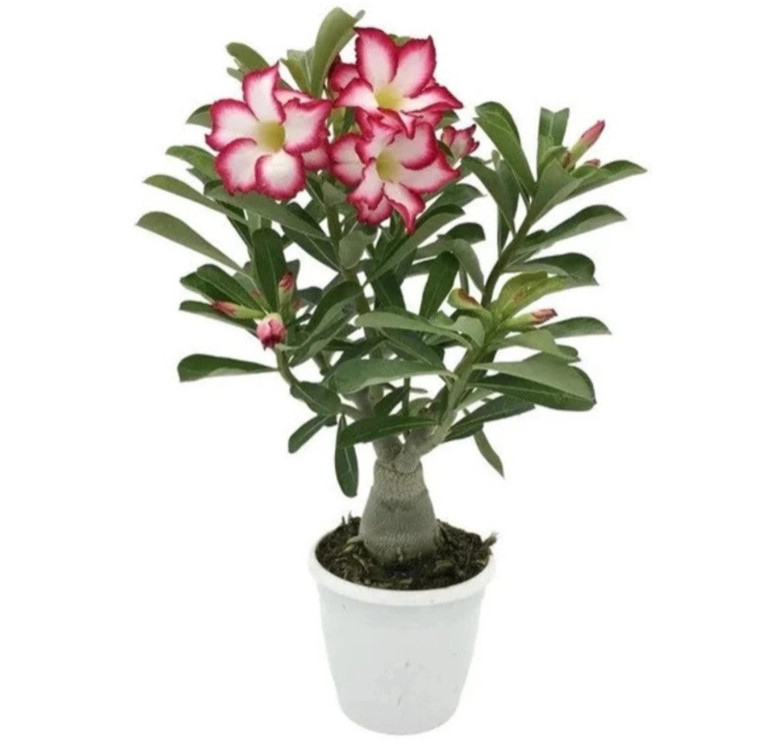 Desert Rose Picotee Adenium Obesum Starter Plant Red White Pink Flowers