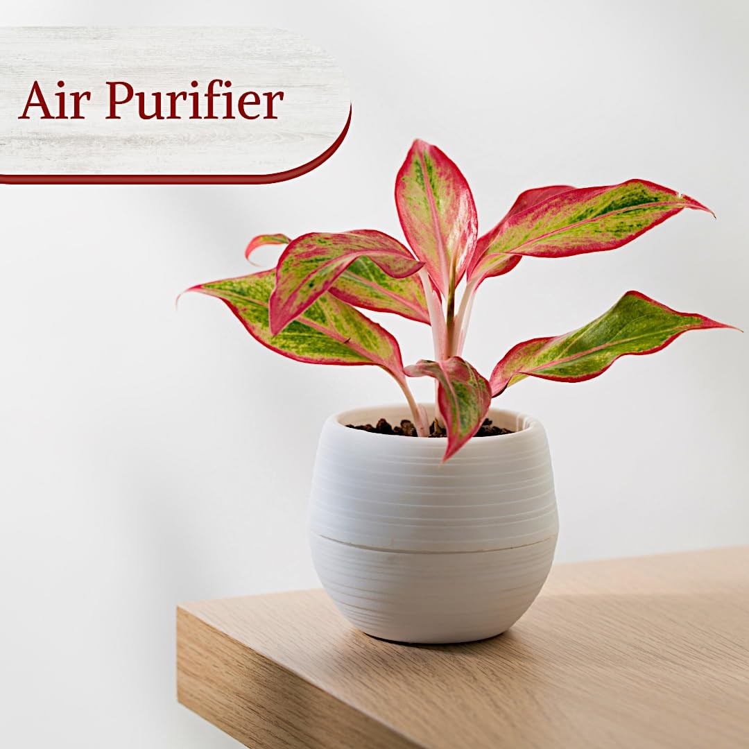 Aglaonema Live Plant Collection (4-Pack) – Chinese Evergreen Green, Red