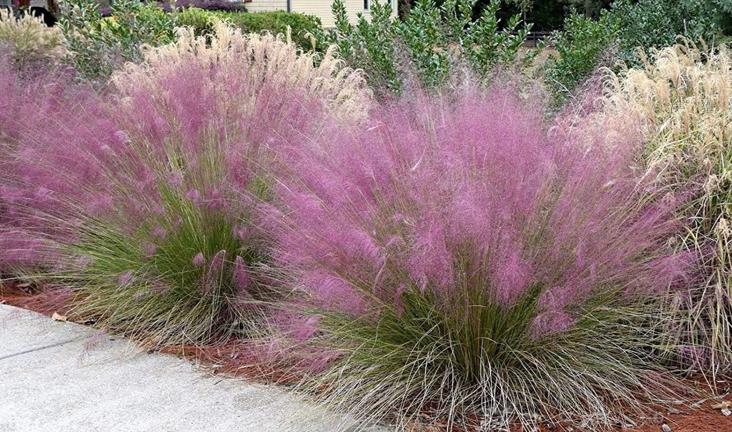 Muhly Grass | 2 Inch | Live Plants | Muhlenbergia | Ornamental Grass